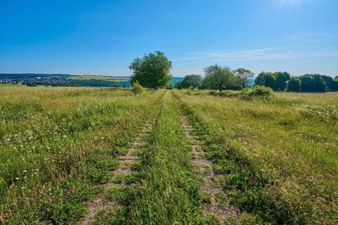 Field path leads through a wide, green meadow under a clear, sunny sky, summer, Fladungen,