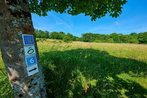 A tree with signposts stands in the shade under a clear blue sky, summer, Fladungen, Hohe Rhön,