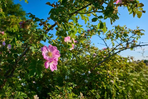 Dog rose, a blooming rose bush with pink flowers in front of a clear blue sky, summer, Frankenheim,