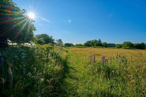 Sunny path through a blooming and green meadow landscape, summer, Fladungen, Frankenheim, Hohe