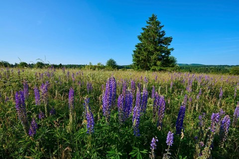 Field with purple lupines and lonely tree against blue sky, summer, Fladungen, Frankenheim, Hohe