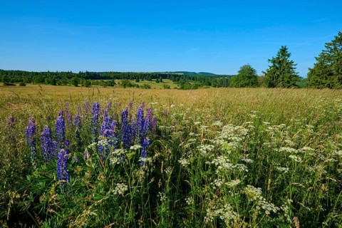 Field with blooming lupines and wide landscape in summer, Fladungen, Frankenheim, Hohe Rhön, Rhön,