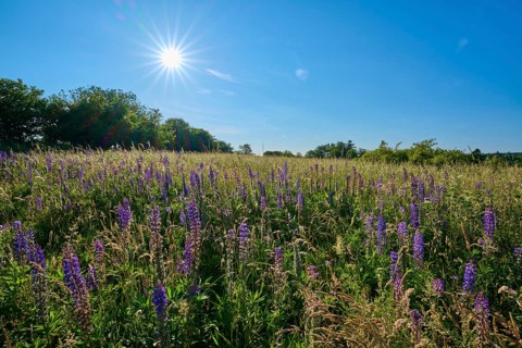 Bright sunbeams over a field with blooming lupines, summer, Fladungen, Frankenheim, Hohe Rhön,
