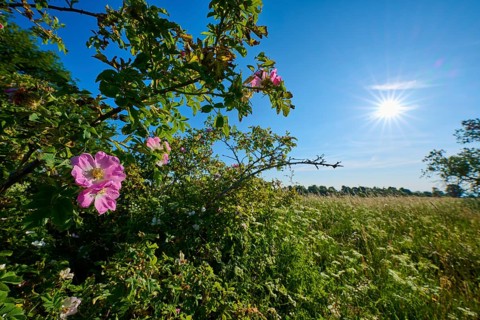 Dog rose, rose bushes and bright sky with sun in a natural landscape, summer, Frankenheim, Hohe