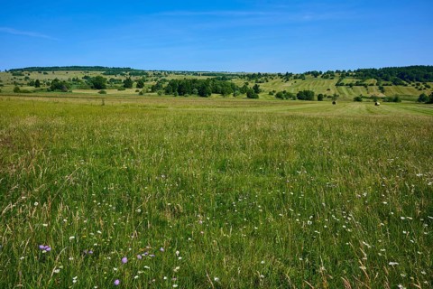Wide meadow landscape with wild flowers and blue sky, radiates peace and closeness to nature,