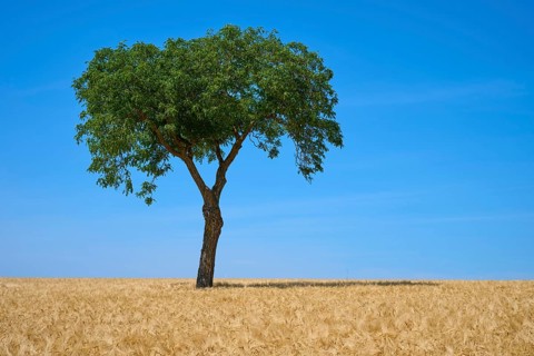 A tree in a wide field with a blue sky in the background, summer, Mainfranken, Bavaria, Germany
