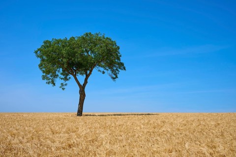 A walnut tree stands in the middle of a golden barley field under a clear sky, summer, Mainfranken,