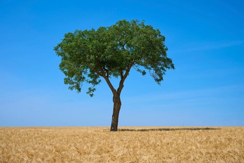 A single walnut tree rises above a golden barley field under a blue sky, summer, Mainfranken,