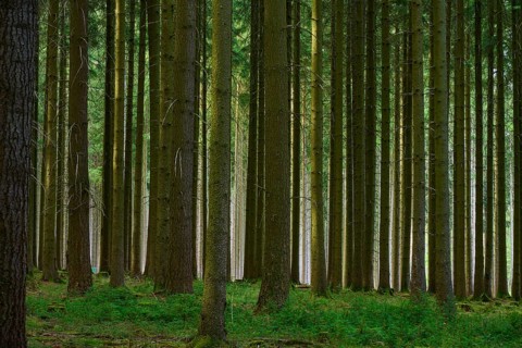 Dense coniferous forest with tall green trees and tree trunks, Odenwald, Hesse, Germany