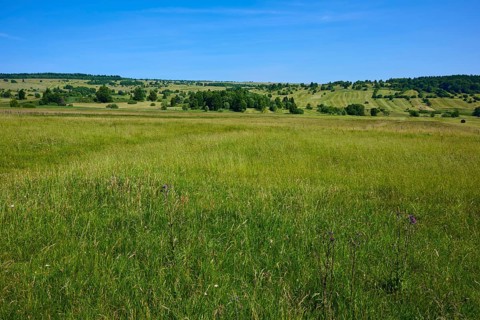 Green grass landscape under a cloudless blue sky, creates a feeling of freedom, summer, Lange Rhön,