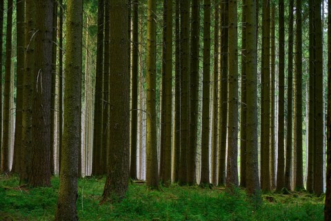 High tree trunks in a dense and green coniferous forest, Odenwald, Hesse, Germany