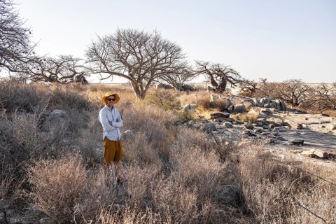 Tourist, African baobab or baobab tree (Adansonia digitata), Dry landscape, Kubu Island (Lekubu),