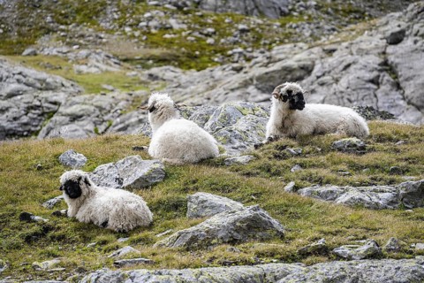 Valais Blacknose sheep (Ovis gmelini aries), sitting, high alpine mountain valley, Obere Senner
