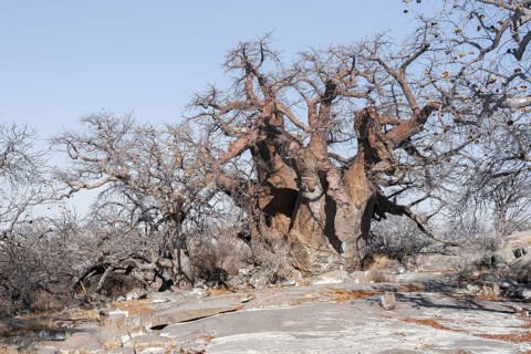 African baobab or baobab tree (Adansonia digitata), arid landscape, Kubu Island (Lekubu), Sowa Pan,