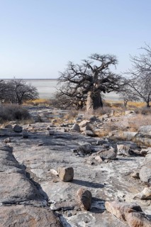 African baobab or baobab tree (Adansonia digitata), arid landscape, Kubu Island (Lekubu), Sowa Pan,