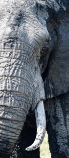 Portrait, African elephant with tusk, Kruger National Park, South Africa