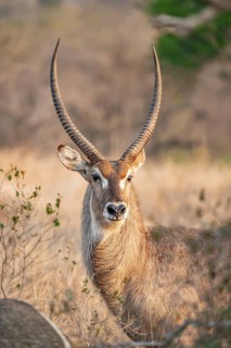 Elliptic waterbuck (Kobus ellipsipiprymnus), portrait male waterbuck, Kruger National Park, South