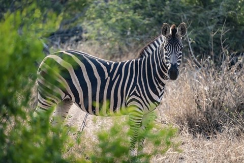 Plains zebra (Equus quagga), adult, between green bushes, Kruger National Park, South Africa