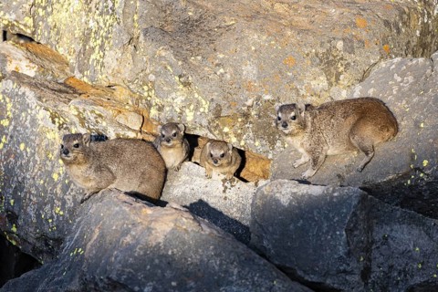 Rock hyrax (Procavia capensis), group on rocks in the evening light, Mpumalanga, South Africa