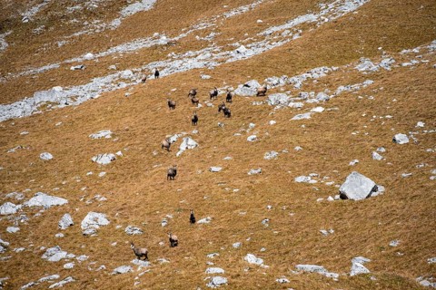 Herd of chamois (Rupicapra rupicapra), Gamsjoch, Tyrol, Austria