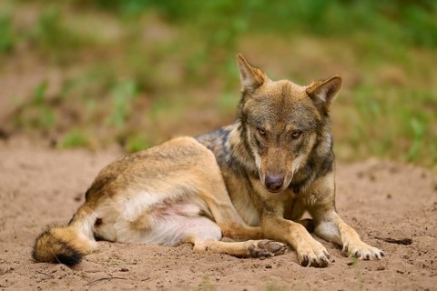 Wolf (Canis lupus), lying wolf looking down with a strong facial expression, sitting on sandy