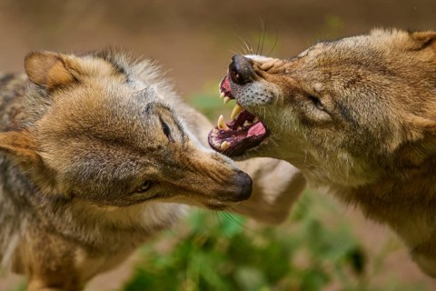 Wolf (Canis lupus), two wolves aggressively biting each other, close-up in the forest, Germany