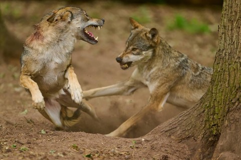 Wolf (Canis lupus), two wolves fighting aggressively in the forest next to a tree and stirring up