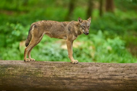 Wolf (Canis lupus), posing in the forest on a tree trunk surrounded by greenery, Germany