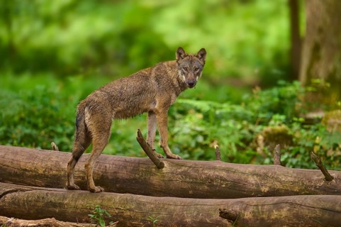 A wolf poses attentively on tree trunks in a green forest, Wolf (Canis Lupus), Germany