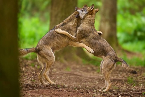 Two wolves in the forest playfully wrestling with each other, Wolf (Canis Lupus), Germany