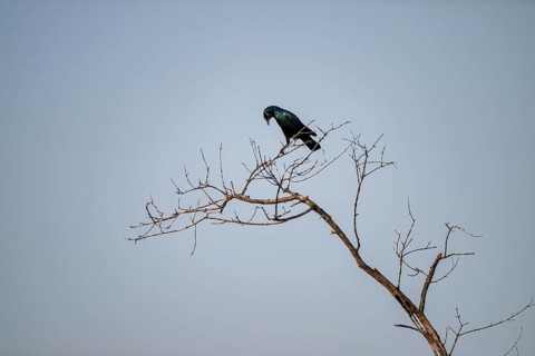Green-tailed Glossy Starling (Lamprotornis chalybaeus), sitting on a branch against a blue sky,