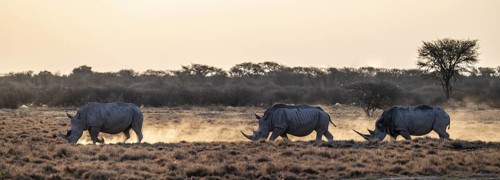 Three animals, Southern white rhinoceros (Ceratotherium simum simum) running through savannah,