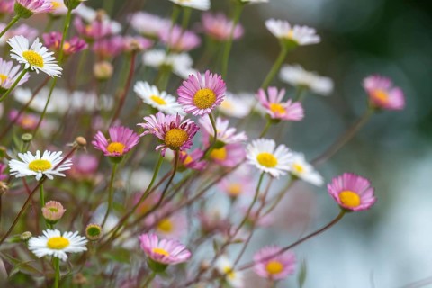 Mexican fleabane (Erigeron karvinskianus), also known as Spanish daisy, Karwinsky daisy or wall