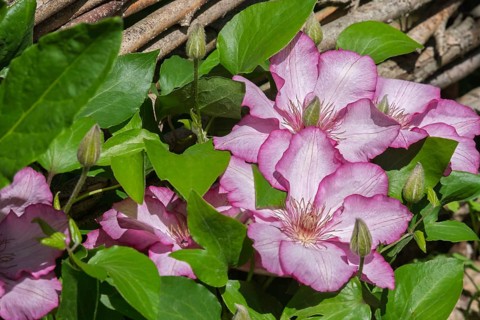 Clematis on a wooden fence, Münsterland, North Rhine-Westphalia, Germany