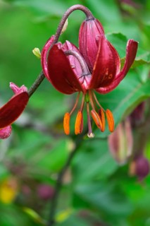 Turk's cap lily (Lilium martagon), Münsterland, North Rhine-Westphalia, Germany