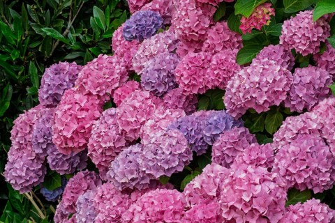 Hydrangea bush, Münsterland, North Rhine-Westphalia, Germany