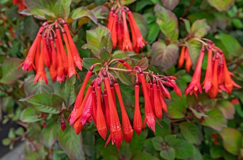 Fuchsia triphylla, Münsterland, North Rhine-Westphalia, Germany