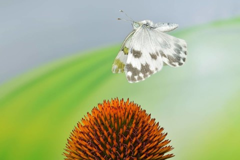Reseda butterfly (Pontia edusa) in flight on coneflower (Echinacea)