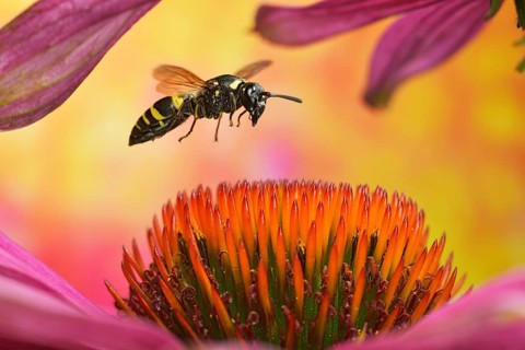Clay wasp (Ancistrocerus nigricornis) in flight on the flower of the coneflower (Echinacea)