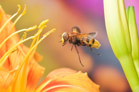 Hornet hoverfly (Volucella zonaria) in flight on the flower of an Orange day-lily (Hemerocallis