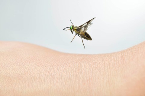 Golden-eyed gadfly (Chrysops relictus) flies on human skin