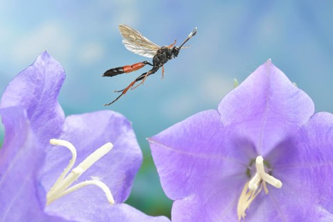 Ichneumon sramentarius in flight on a flower of the Peach-leaved bellflower (Campanula