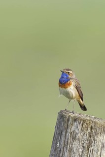 Bluethroat (Luscinia svecica cyanecula), male, on a pasture fence post, wildlife, Lembruch, Ochsen