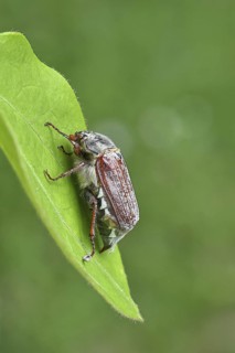 May beetle, wood cockchafer (Melolontha hippocastani), female, on a leaf, close-up, Wilnsdorf,