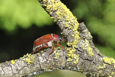 May beetle, wood cockchafer (Melolontha hippocastani), female, on a branch covered with lichen,