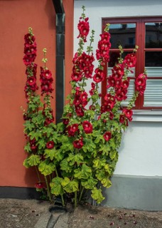 Hollyhocks (Alcea rosea) at a house facing the street in Ystad, Skåne County, Sweden, Scandinavia
