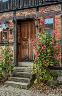 Hollyhocks (Alcea rosea) at a gate in a half-timbered house facing the street in Ystad, Skåne