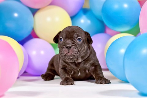 Young black French Bulldog dog puppy between colorful balloons