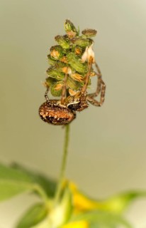 Bark crab spider (Ozyptila praticola), Valais, Switzerland