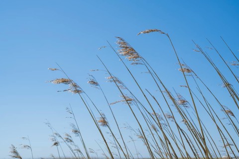 Reed grass in front of a blue sky, Sankt Peter Ording, Eiderstedt, North Frisia, North Sea,